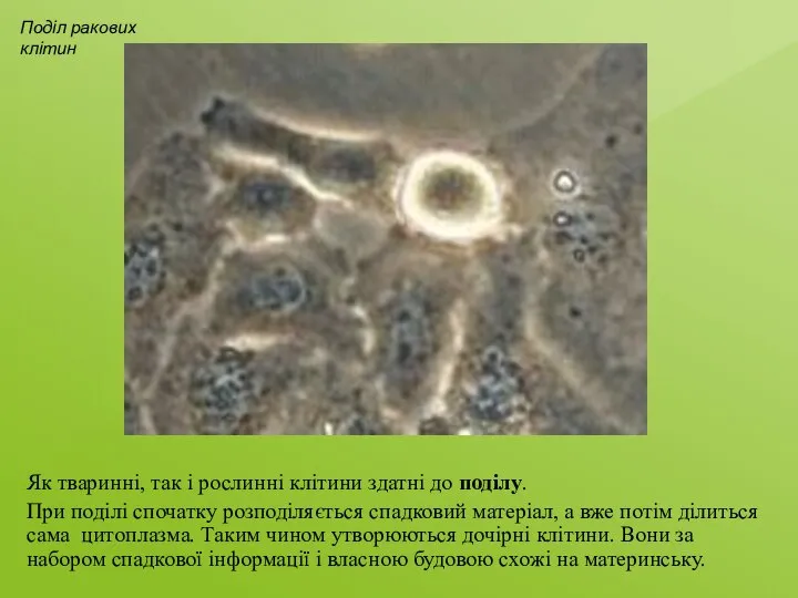 Як тваринні, так і рослинні клітини здатні до поділу. При поділі
