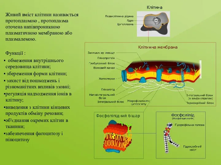Живий вміст клітини називається протоплазмою , протоплазма оточена напівпроникною плазматичною мембраною