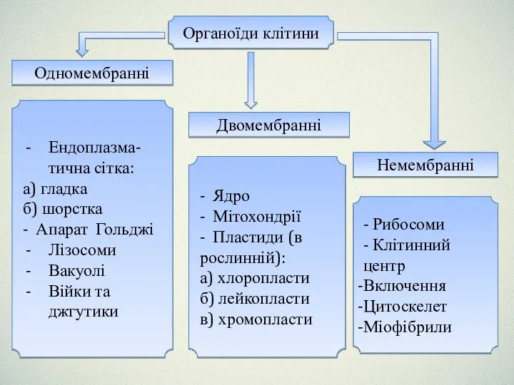 Ендоплазма-тична сітка: а) гладка б) шорстка - Апарат Гольджі Лізосоми Вакуолі