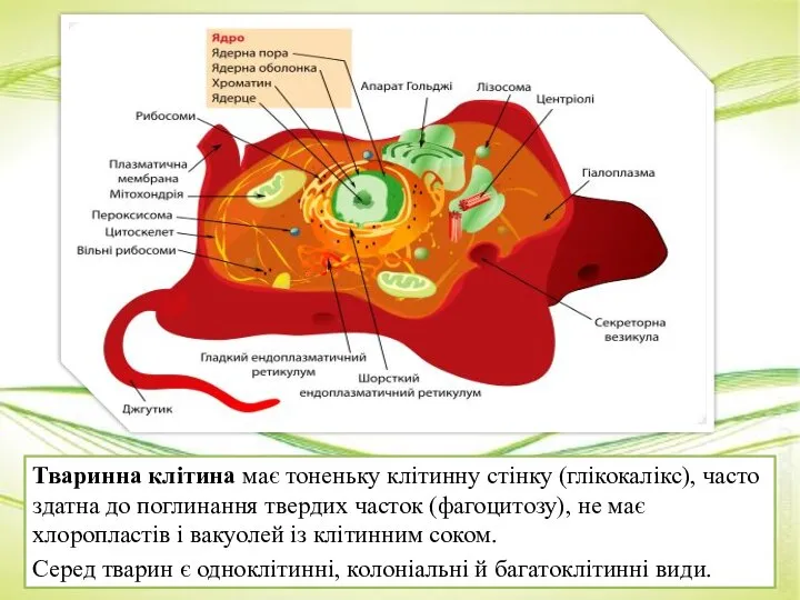 Тваринна клітина має тоненьку клітинну стінку (глікокалікс), часто здатна до поглинання