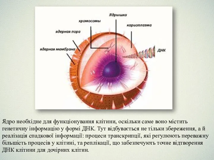 Ядро необхідне для функціонування клітини, оскільки саме воно містить генетичну інформацію