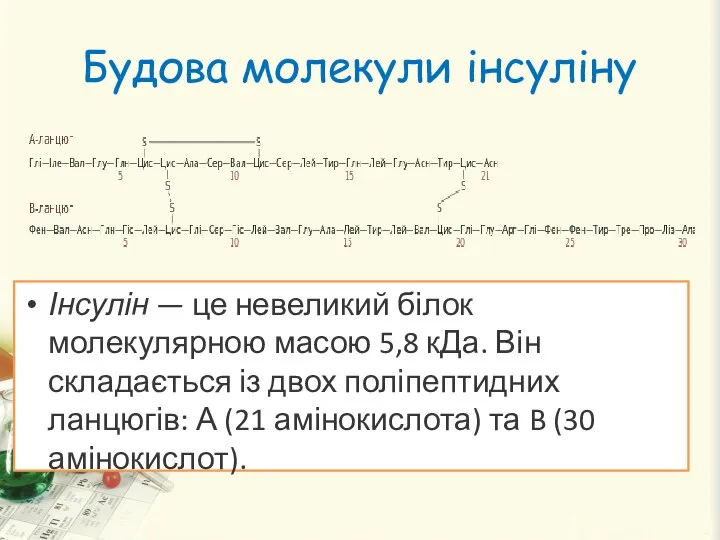 Будова молекули інсуліну Інсулін — це невеликий білок молекулярною масою 5,8