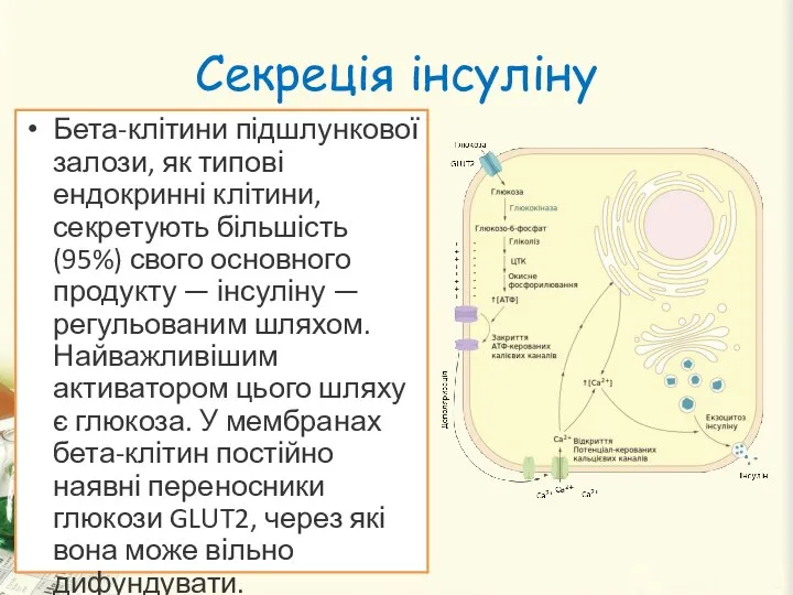 Секреція інсуліну Бета-клітини підшлункової залози, як типові ендокринні клітини, секретують більшість