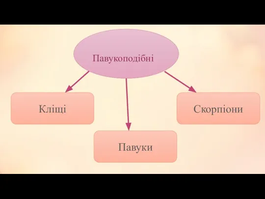 Павукоподібні Кліщі Скорпіони Павуки