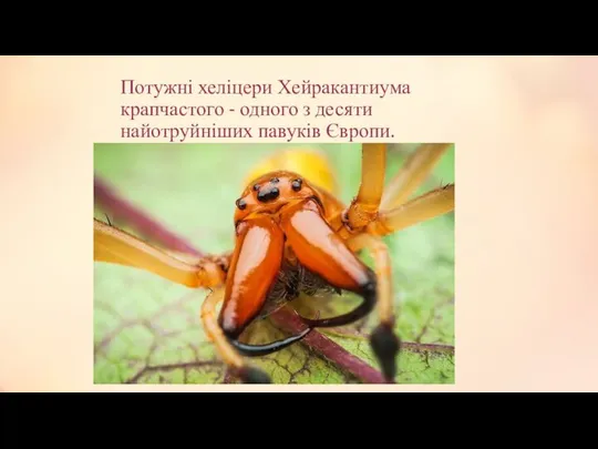 Потужні хеліцери Хейракантиума крапчастого - одного з десяти найотруйніших павуків Європи.