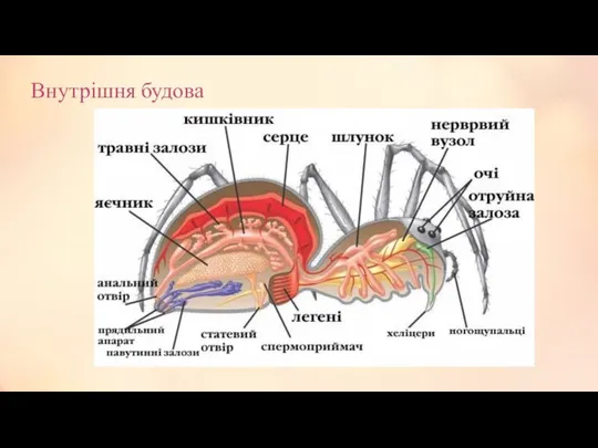 Внутрішня будова