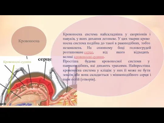 Кровоносна система найскладніша у скорпіонів і павуків, у яких ди­хання легеневе.