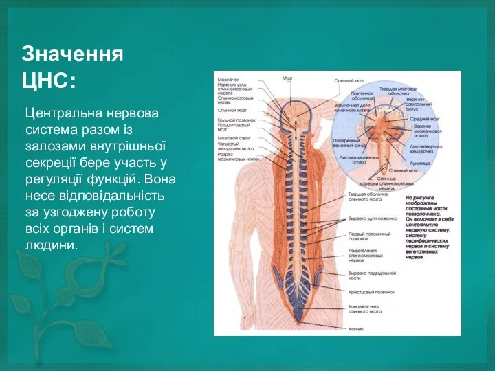 Значення ЦНС: Центральна нервова система разом із залозами внутрішньої секреції бере