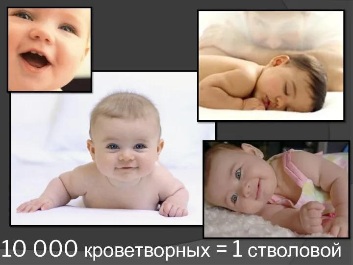 10 000 кроветворных = 1 стволовой