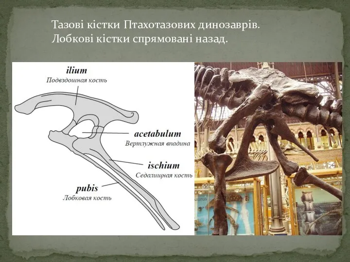 Тазові кістки Птахотазових динозаврів. Лобкові кістки спрямовані назад.