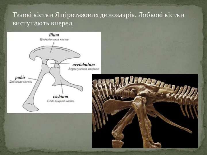 Тазові кістки Ящіротазових динозаврів. Лобкові кістки виступають вперед