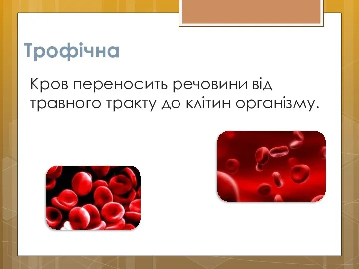 Трофічна Кров переносить речовини від травного тракту до клітин організму.