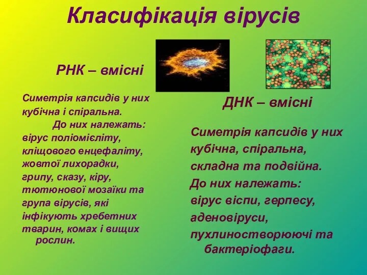 Класифікація вірусів РНК – вмісні Симетрія капсидів у них кубічна і