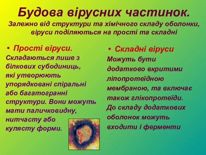 Будова вірусних частинок. Залежно від структури та хімічного складу оболонки, віруси