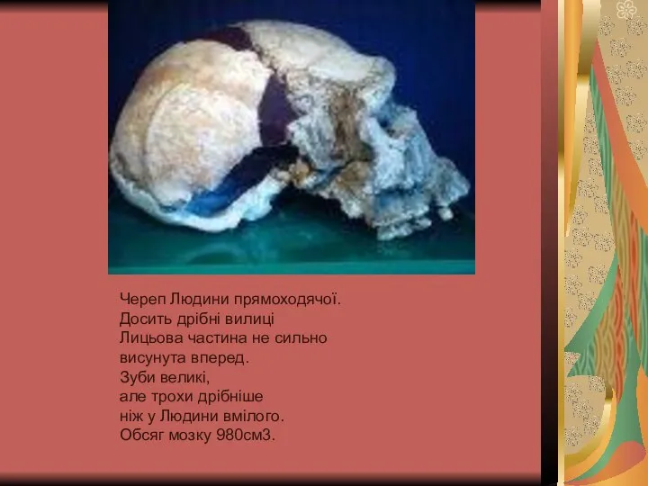 Череп Людини прямоходячої. Досить дрібні вилиці Лицьова частина не сильно висунута