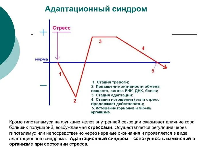 Адаптационный синдром Кроме гипоталамуса на функцию желез внутренней секреции оказывает влияние