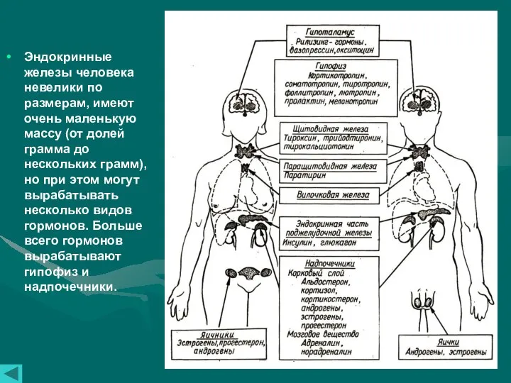Эндокринные железы человека невелики по размерам, имеют очень маленькую массу (от