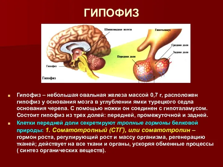 ГИПОФИЗ Гипофиз – небольшая овальная железа массой 0,7 г, расположен гипофиз