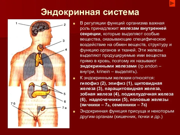 Эндокринная система В регуляции функций организма важная роль принадлежит железам внутренней