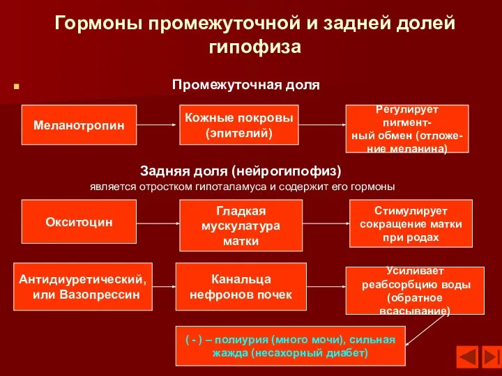 Гормоны промежуточной и задней долей гипофиза Промежуточная доля Меланотропин Кожные покровы