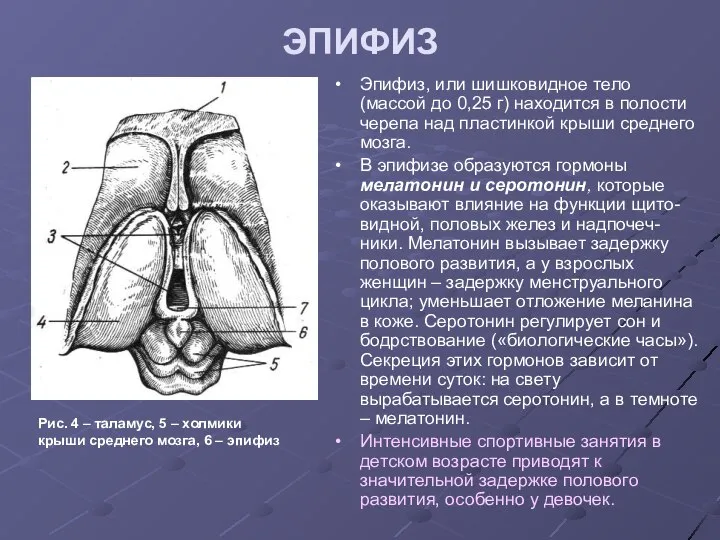 ЭПИФИЗ Эпифиз, или шишковидное тело (массой до 0,25 г) находится в