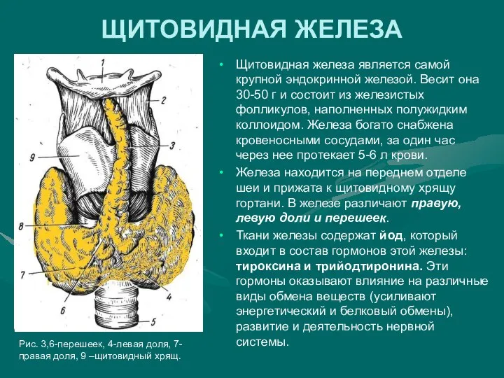 ЩИТОВИДНАЯ ЖЕЛЕЗА Щитовидная железа является самой крупной эндокринной железой. Весит она