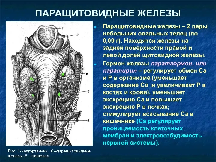 ПАРАЩИТОВИДНЫЕ ЖЕЛЕЗЫ Паращитовидные железы – 2 пары небольших овальных телец (по