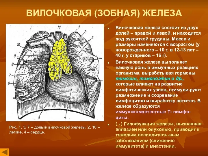 ВИЛОЧКОВАЯ (ЗОБНАЯ) ЖЕЛЕЗА Вилочковая железа состоит из двух долей – правой