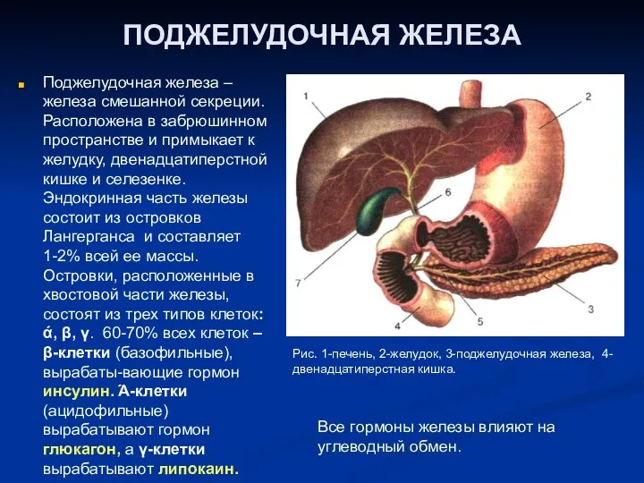 ПОДЖЕЛУДОЧНАЯ ЖЕЛЕЗА Поджелудочная железа – железа смешанной секреции. Расположена в забрюшинном