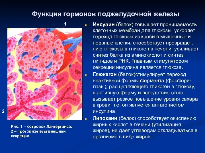 Функция гормонов поджелудочной железы Инсулин (белок) повышает проницаемость клеточных мембран для