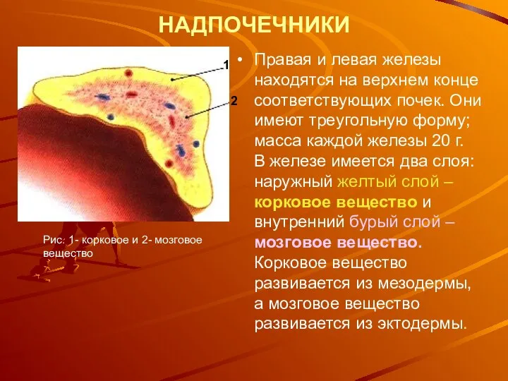 НАДПОЧЕЧНИКИ Правая и левая железы находятся на верхнем конце соответствующих почек.