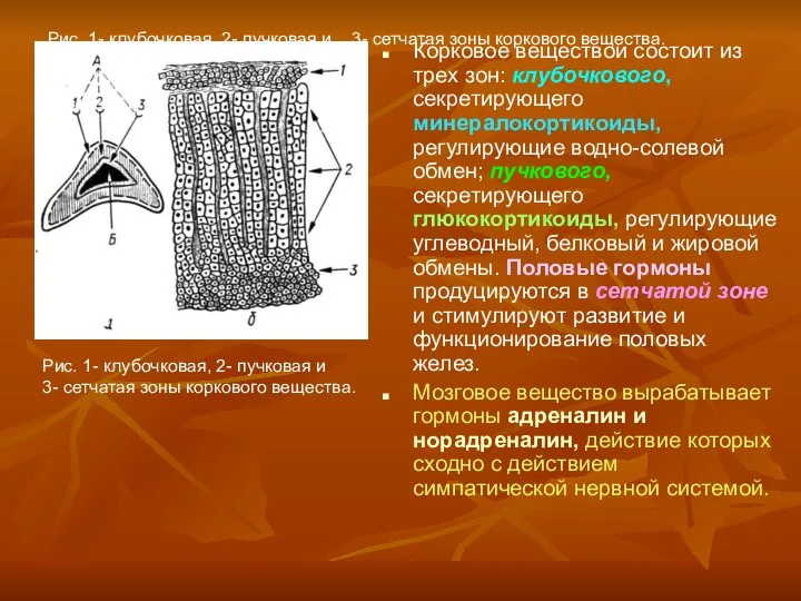 Рис. 1- клубочковая, 2- пучковая и 3- сетчатая зоны коркового вещества.