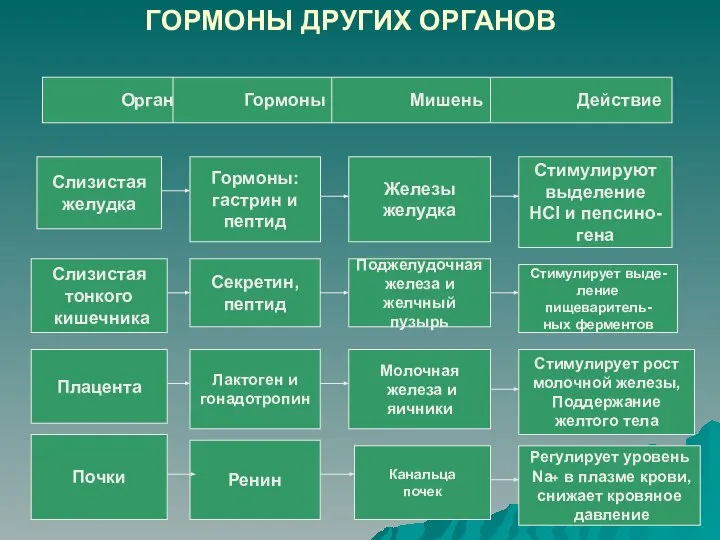 ГОРМОНЫ ДРУГИХ ОРГАНОВ Слизистая тонкого кишечника Слизистая желудка Гормоны: гастрин и