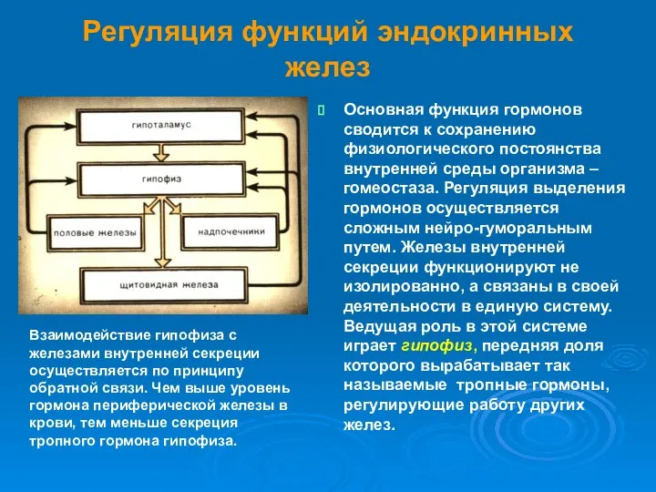 Регуляция функций эндокринных желез Основная функция гормонов сводится к сохранению физиологического