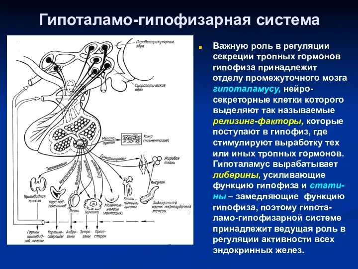 Гипоталамо-гипофизарная система Важную роль в регуляции секреции тропных гормонов гипофиза принадлежит