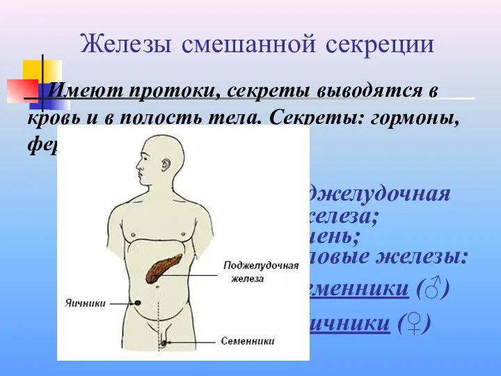 Железы смешанной секреции Имеют протоки, секреты выводятся в кровь и в