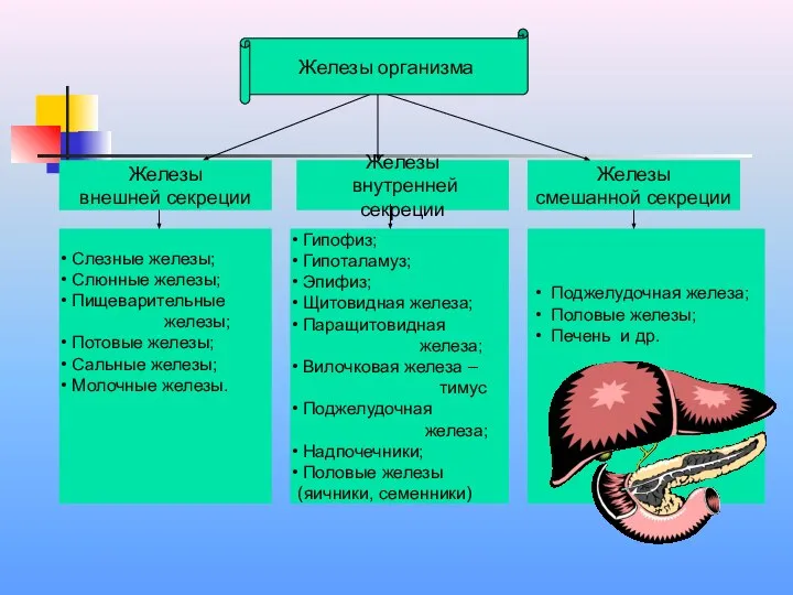 Железы внутренней секреции Железы смешанной секреции Железы внешней секреции Слезные железы;