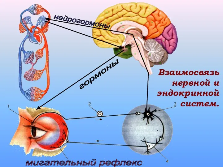 Взаимосвязь нервной и эндокринной систем. нейрогормоны гормоны мигательный рефлекс