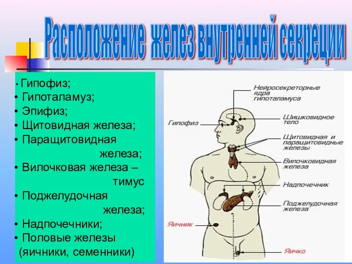 Расположение желез внутренней секреции Гипофиз; Гипоталамуз; Эпифиз; Щитовидная железа; Паращитовидная железа;