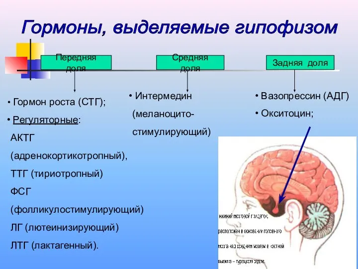 Передняя доля Гормон роста (СТГ); Регуляторные: АКТГ (адренокортикотропный), ТТГ (тириотропный) ФСГ