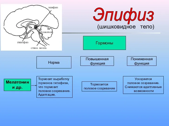 (шишковидное тело) Гормоны Норма Повышенная функция Пониженная функция Мелатонин и др.