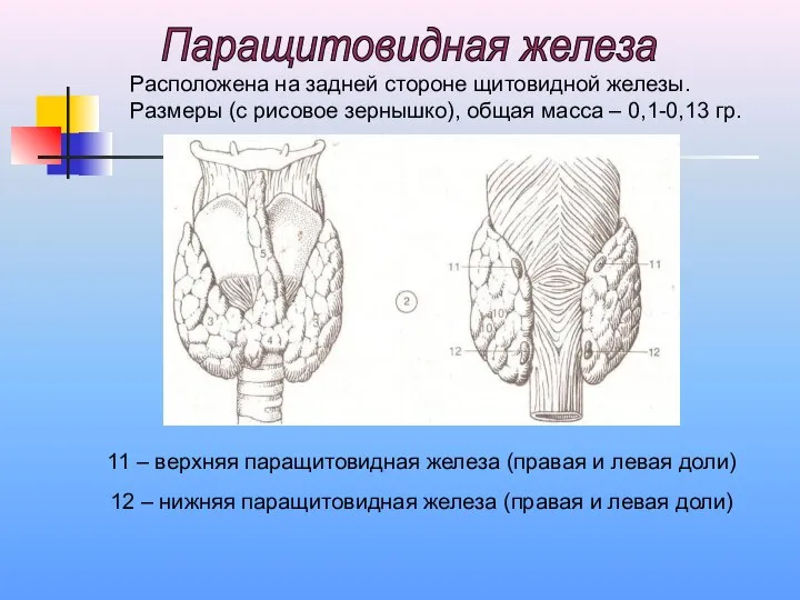 11 – верхняя паращитовидная железа (правая и левая доли) 12 –