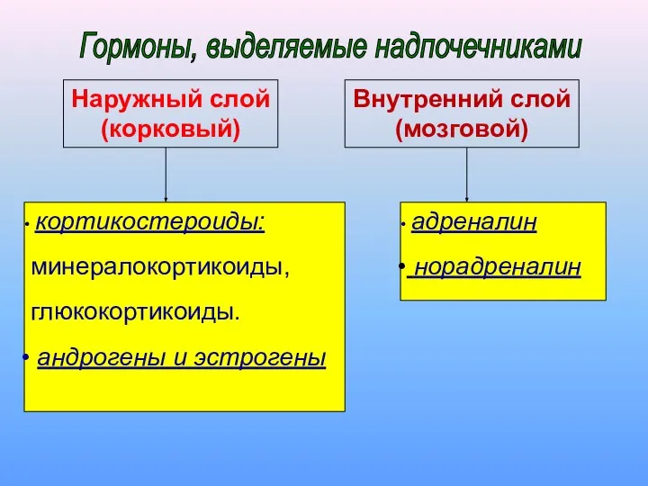 Наружный слой (корковый) Внутренний слой (мозговой) кортикостероиды: минералокортикоиды, глюкокортикоиды. андрогены и