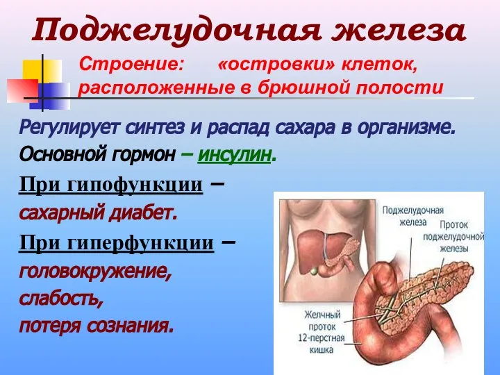 Поджелудочная железа Регулирует синтез и распад сахара в организме. Основной гормон