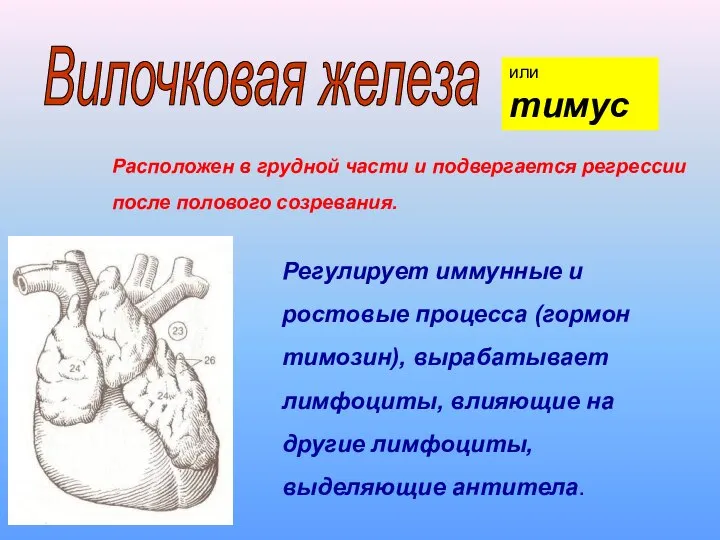 Расположен в грудной части и подвергается регрессии после полового созревания. Регулирует