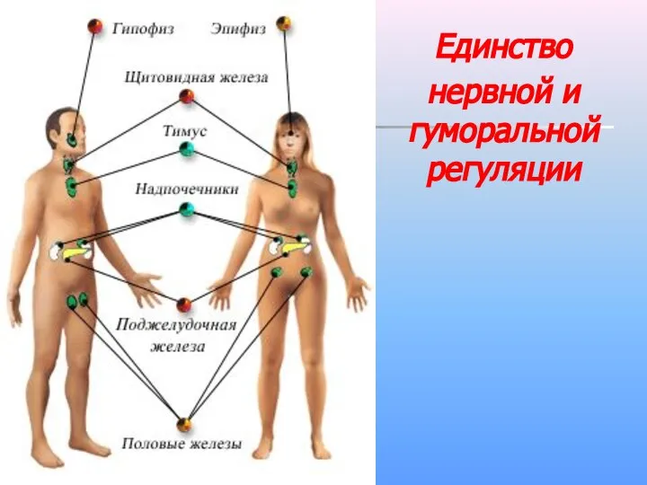 Единство нервной и гуморальной регуляции