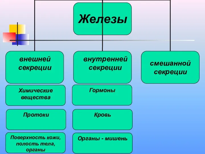 Химические вещества Протоки Органы - мишень Кровь Гормоны Поверхность кожи, полость тела, органы