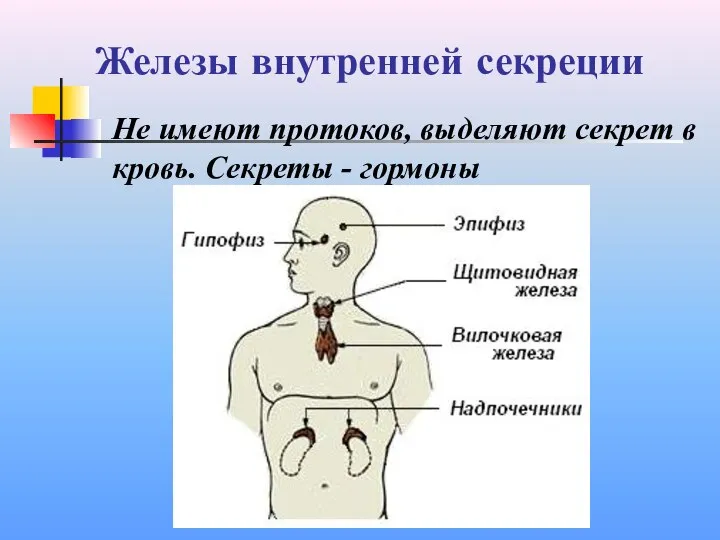 Железы внутренней секреции Не имеют протоков, выделяют секрет в кровь. Секреты - гормоны