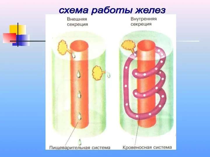 схема работы желез