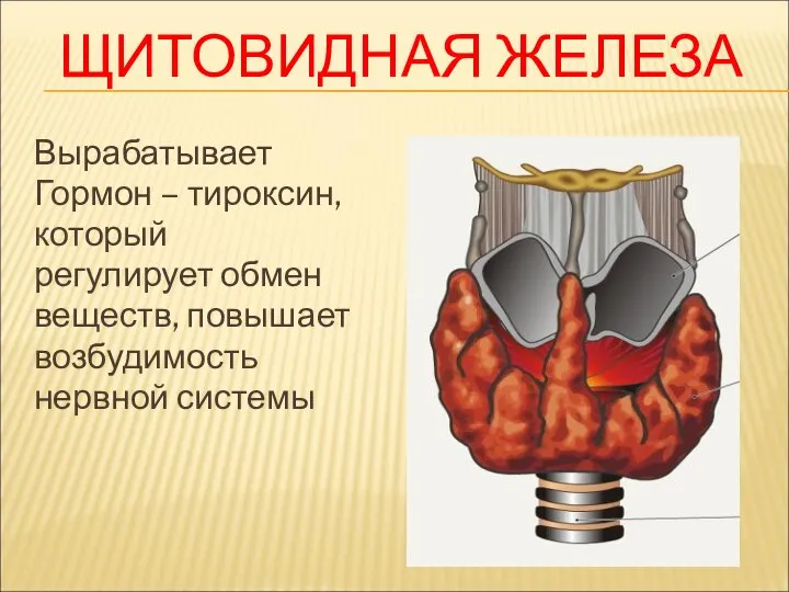 ЩИТОВИДНАЯ ЖЕЛЕЗА Вырабатывает Гормон – тироксин, который регулирует обмен веществ, повышает возбудимость нервной системы